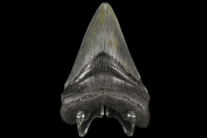 Fossil Megalodon Tooth - Georgia #109360